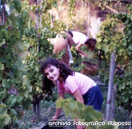 1980 vendemmia - Merulla Mariangela-25